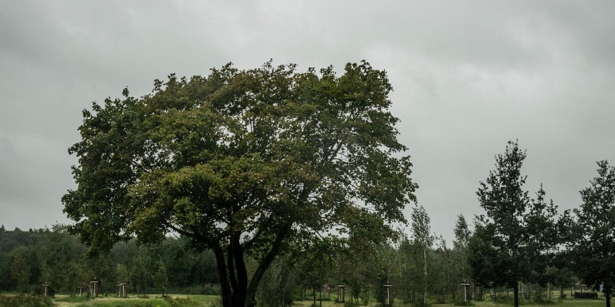 A park path beside grass and trees under an overcast sky
