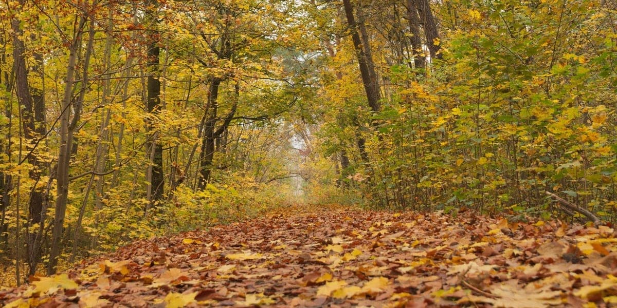 An autumn woodland path covered with fallen leaves beneath yellow and orange trees.