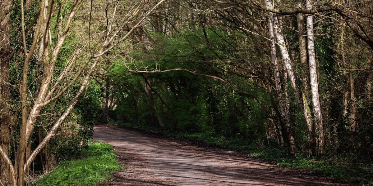 Wide woodland path curving beneath arching trees and green foliage